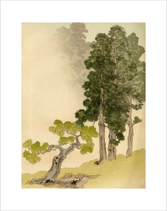 Japanese conifers and trees