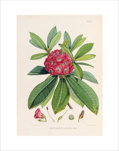 'Rhododendron barbatum'