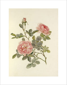 Rosa alba var. rubicunda 'Celestial'