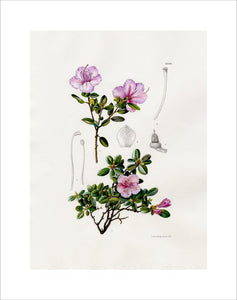 Rhododendron dauricum var. sempervirens