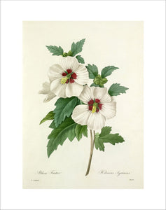 Althea Frutex : Hibiscus Syriacus