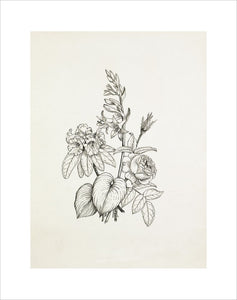 Hosta, Rhododendron, Rose
