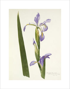 'Iris longipetala superba'