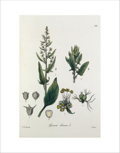 Spinacea oleracea