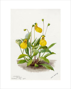 Calceolaria 'John Innes'