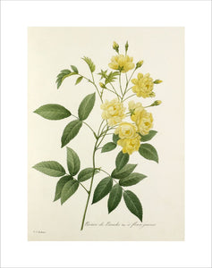 Rosier de Bancks Var. à fleurs jaunes