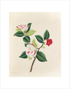 'Camellia japonica'