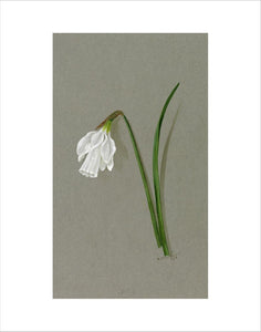 'Narcissus tortuosus'