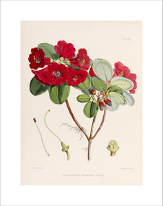 'Rhododendron thomsoni'