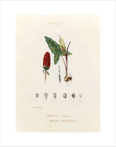 'Aroidées. Gouet commun. Arum maculatum'