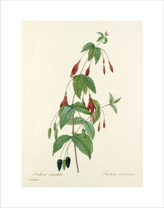 Fuchsia écarlate : Fuchsia coccinea