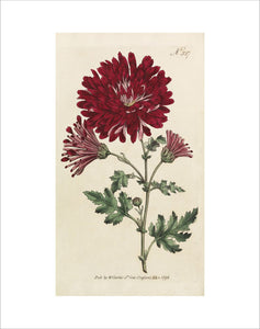 Chrysanthemum Indicum (Chrysanthemum morifolium)