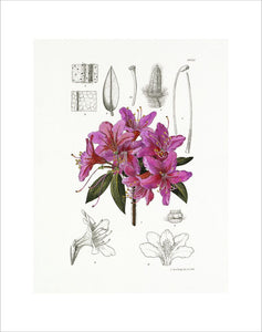 Rhododendron tricanthum