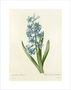 Jacinthe d'Orient : Hyacinthus Orientalis