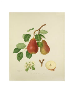 The Scarlet Bueree Pear