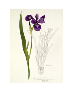 'Iris versicolor Fosteri'