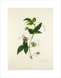 Passiflora celiata