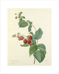Framboisier : Rubus