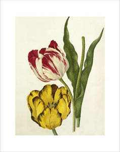 Tulipa 'The Claude', Tulipa 'Duke of Sutherland'