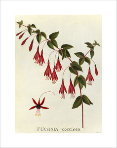 'Fuchsia coccinea'