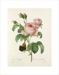 Rosa Centifolia : Rosier à cent feuilles