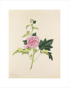 [Hibiscus rosa-sinensis]