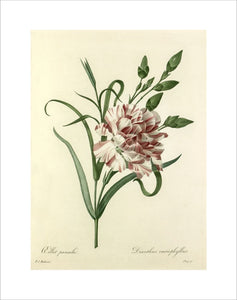 Oeillet panaché : Dianthus cariophyllus
