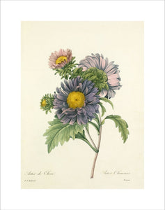 Aster de Chine : Aster Chinensis