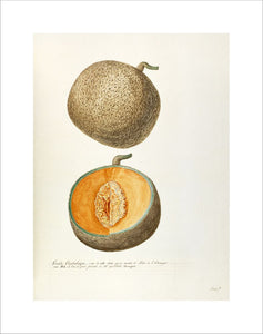 Grande Cantaloupe