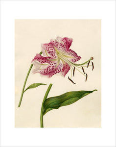 Lilium speciosum