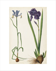 Iris germanica, Iris xiphium