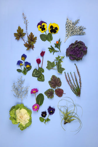 A plate of Winter Bedding