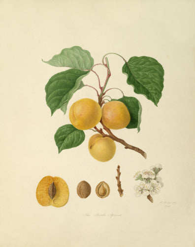 The Breda Apricot