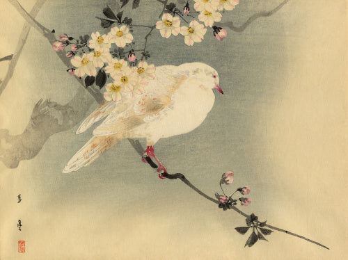 Dove with blossom