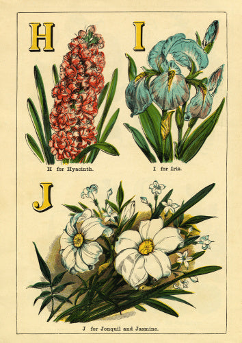 H for Hyacinth, I for Iris, J for Jonquil and Jasmine