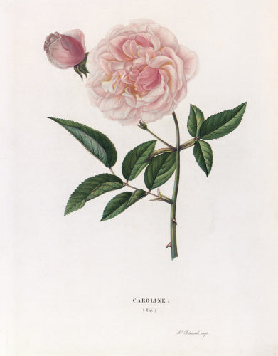 Rose 'Caroline'