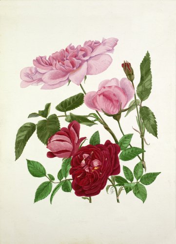Rosa 'Madame de Sancy de Parabere', Rosa 'Amadis'