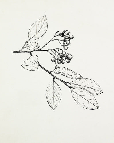 Cotoneaster laucophyllus