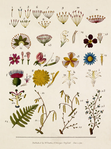 Linnaean classification