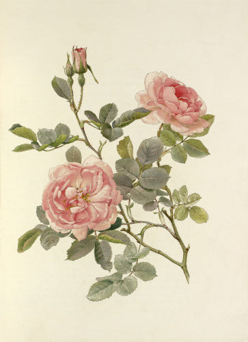 Rosa alba var. rubicunda 'Celestial'