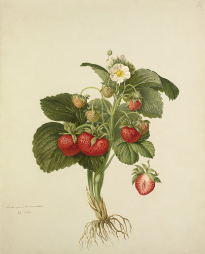 Strawberry 'Wilmot's Superb'