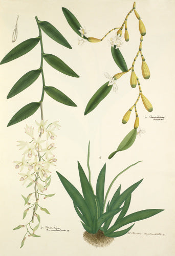 Dendrobium macraei, Dendrobium macrostachyum and Oberonia longibracteata