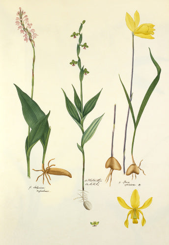9. Satyrium nepalense: 10. Platanthera cubitalis: 19. Ipsea speciosa