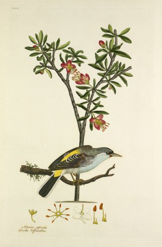 'Oriolus trifasciatus, Aitonia capensis'
