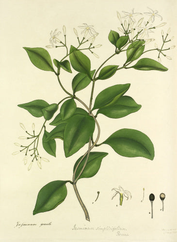 'Jasminum gracile'