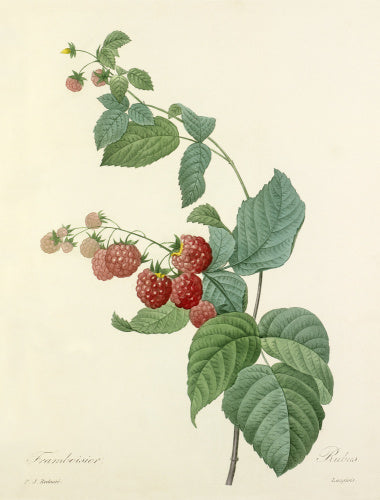 Framboisier : Rubus