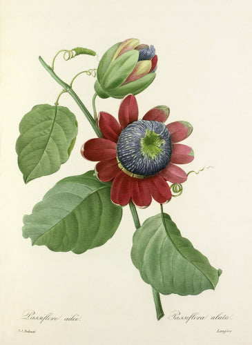 Passiflore ailée : Passiflora alata
