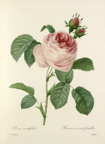 Rosa centifolia : Rosier à cent feuilles