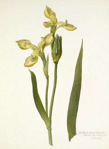'Iris pseudo acorus bastardi'