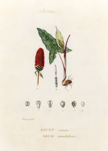 'Aroidées. Gouet commun. Arum maculatum'